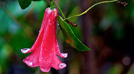 Los secretos curativos de las flores chilenas