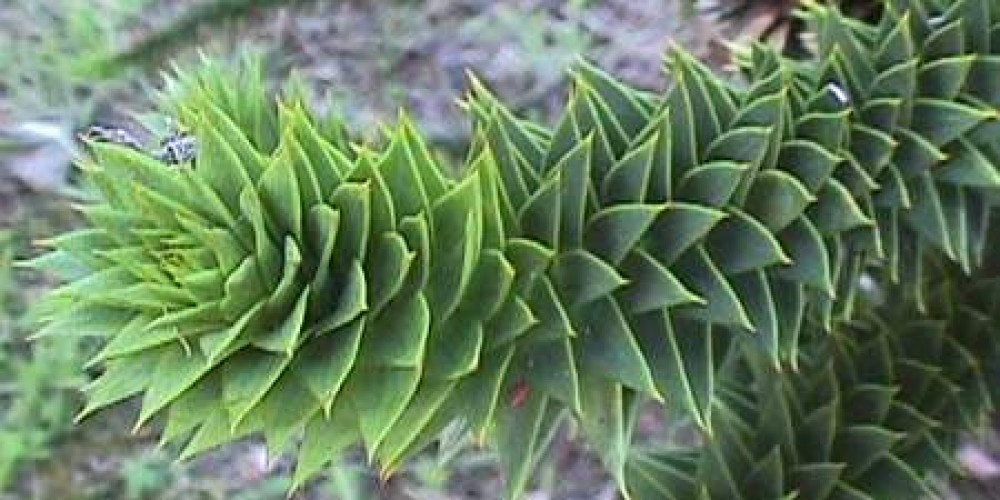 Araucaria