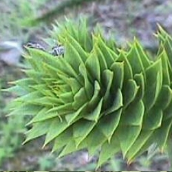 Araucaria